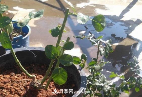 月季修剪有講究，冬季月季修剪技巧(圖2)