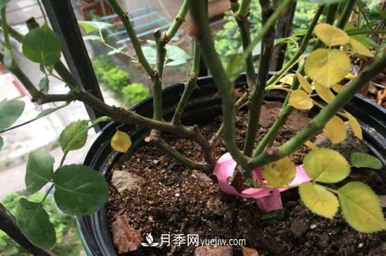 月季為什么掉葉子發(fā)黃，施加生肥遭受病蟲害(圖1)