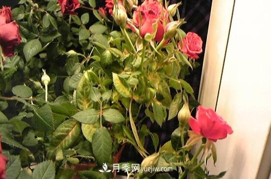 月季為什么掉葉子發(fā)黃，施加生肥遭受病蟲害(圖2)