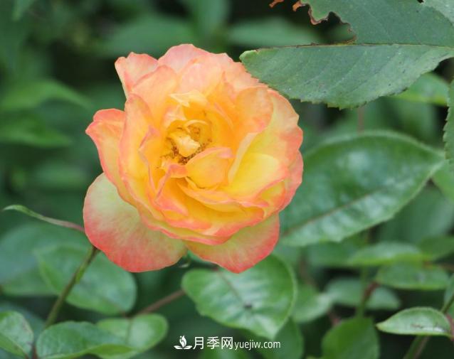 月季花白粉病該怎么治，三招輕松解決(圖1)