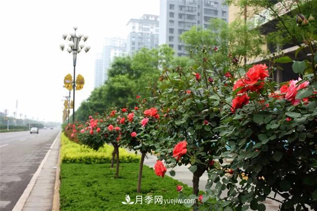 樹狀月季更新怎么保護(hù)和利用腳芽和隱芽？(圖1)