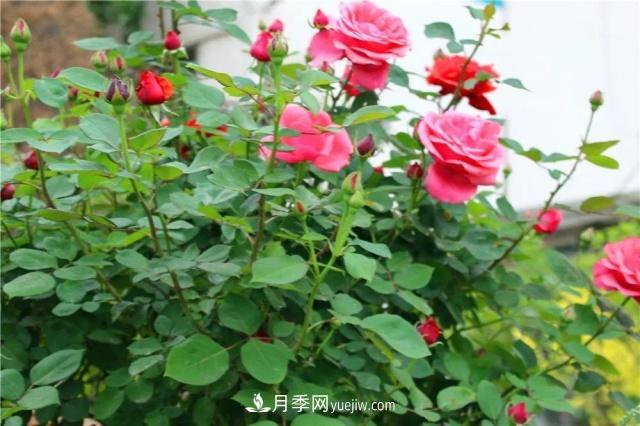 月季的這幾種常見的病蟲害，要學(xué)會這么防治(圖1)