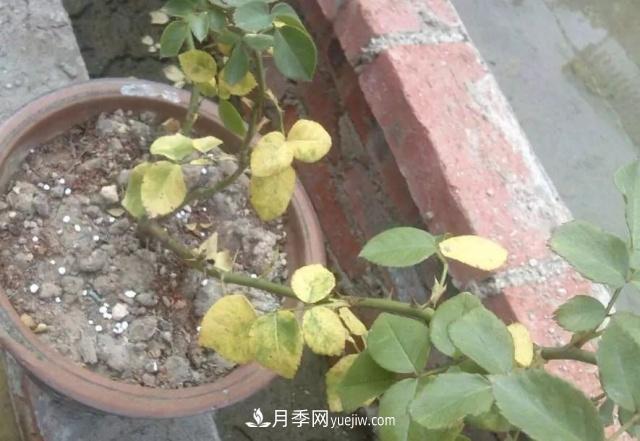 月季的這幾種常見的病蟲害，要學(xué)會這么防治(圖3)