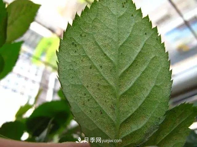 月季的這幾種常見的病蟲害，要學(xué)會這么防治(圖6)