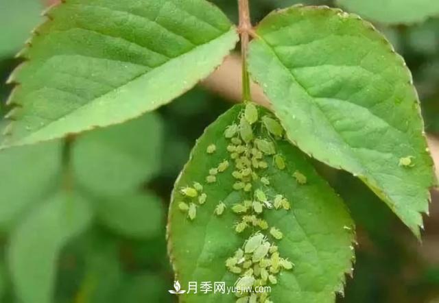 月季的這幾種常見的病蟲害，要學(xué)會這么防治(圖5)