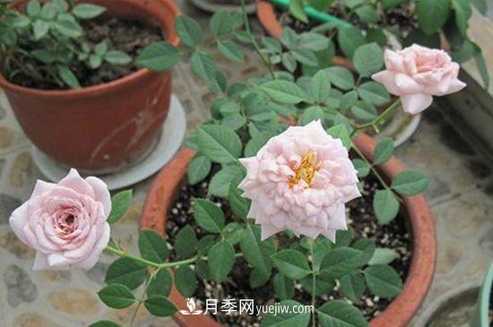 月季花養(yǎng)護(hù)要點(diǎn)(圖1)