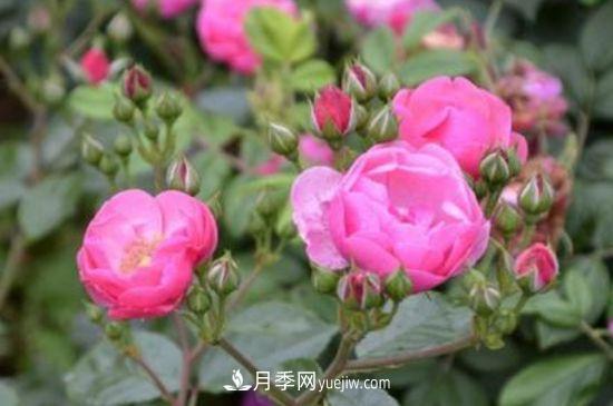 月季花養(yǎng)護(hù)要點(diǎn)(圖2)