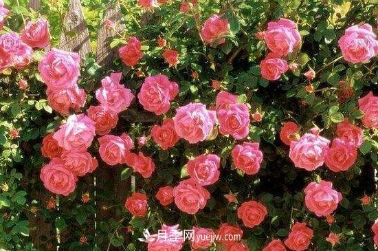 月季花養(yǎng)護(hù)要點(diǎn)(圖3)