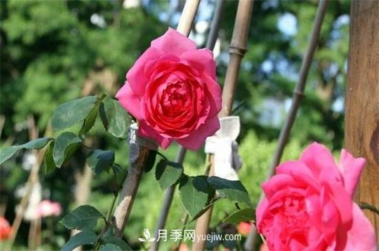 **次花后修剪主要集中在春(圖1)