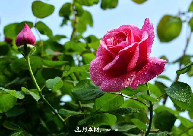 一棵月季樹，生長了二十年，超出你的想象(圖1)