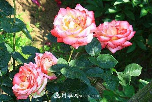 月季為什么老是黑桿？月季長(zhǎng)蟲怎么辦？(圖1)