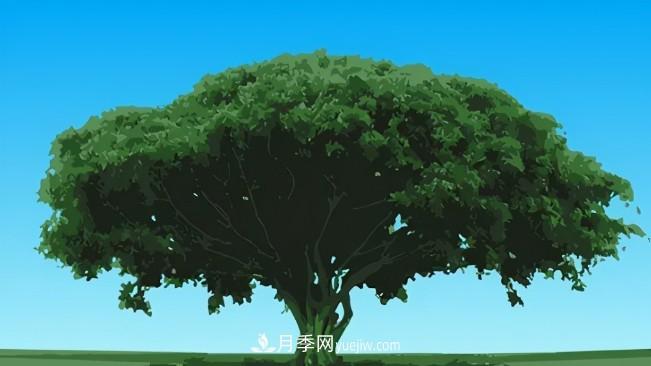 三個(gè)方法，教你給苗木擴(kuò)冠(圖1)