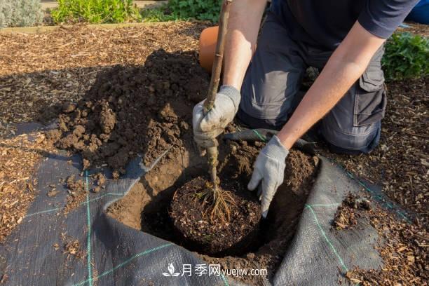 警惕！苗木交易中的常見騙術(shù)(圖1)