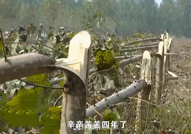 苗木如何防盜？(圖1)