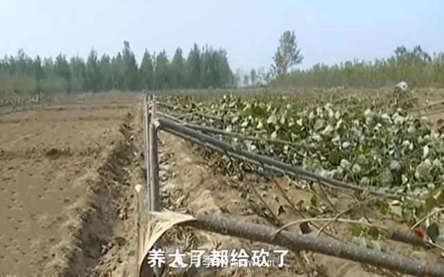 苗木如何防盜？(圖2)