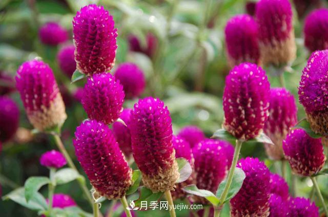 為啥這些花能脫穎而出，成為國慶花壇里的主流(圖1)