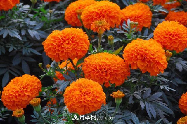 為啥這些花能脫穎而出，成為國慶花壇里的主流(圖2)
