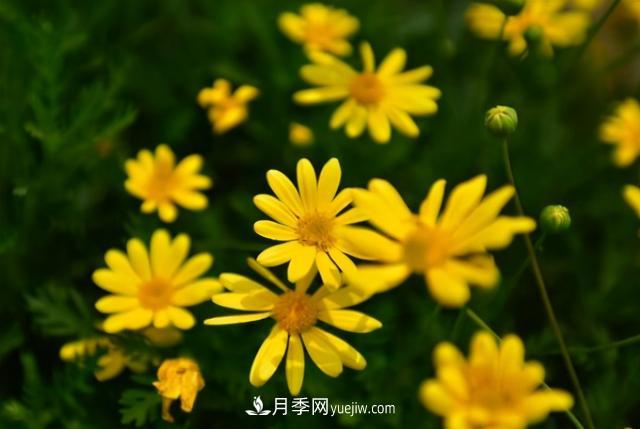 為啥這些花能脫穎而出，成為國慶花壇里的主流(圖4)