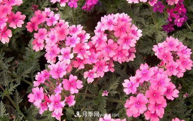為啥這些花能脫穎而出，成為國慶花壇里的主流(圖6)