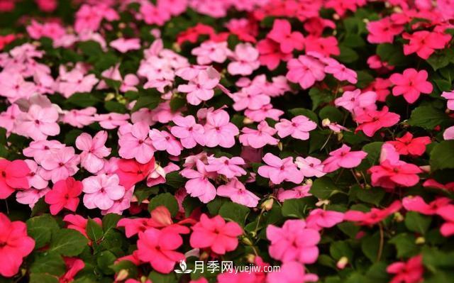 為啥這些花能脫穎而出，成為國慶花壇里的主流(圖8)