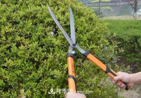 9月園林花木養(yǎng)護(hù)工作要點(圖2)