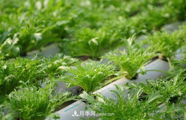 常見的無土栽培的花卉植物有哪些？(圖1)