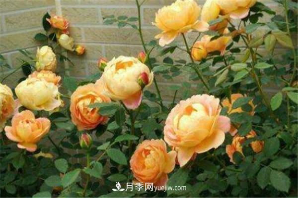 王妃月季一年開幾次 如何養(yǎng)護(圖1)