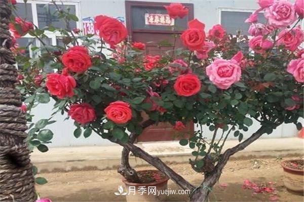 有幾種樹(shù)能嫁接月季 嫁接方法是什么(圖1)