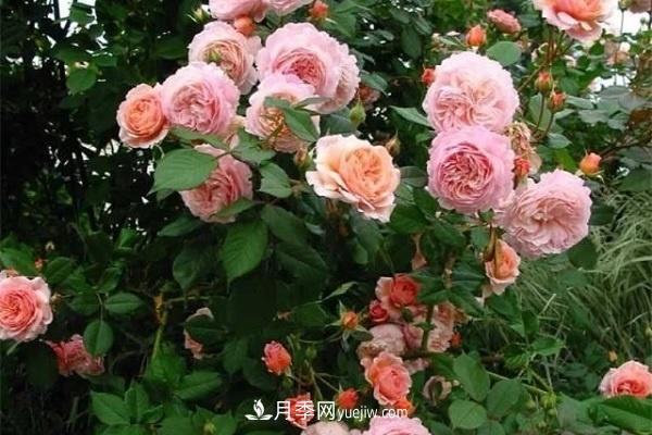 地栽月季如何使用復(fù)合肥 注意事項有哪些(圖2)