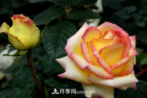 月季移栽時(shí)間及方法，剛移栽的月季怎么管理(圖2)