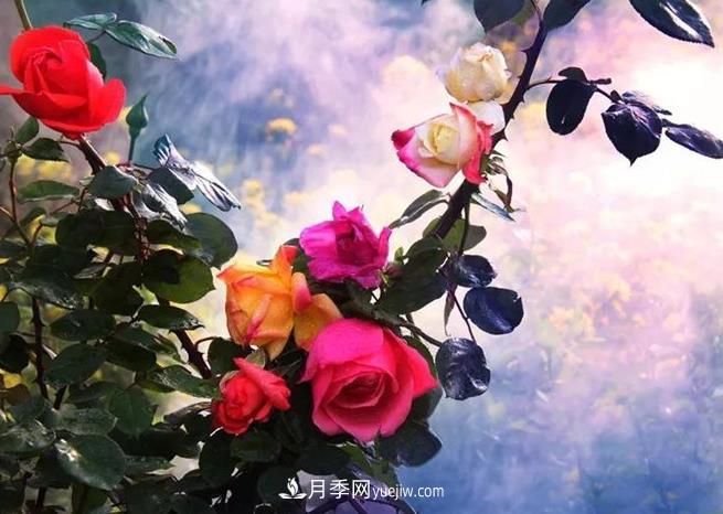 藤本月季的養(yǎng)殖方法和注意事項(圖1)