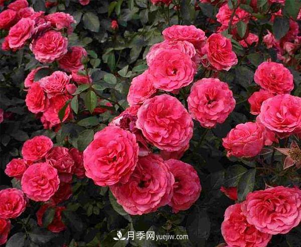 寒冷的冬天如何栽培與管理南陽樹狀月季？(圖1)