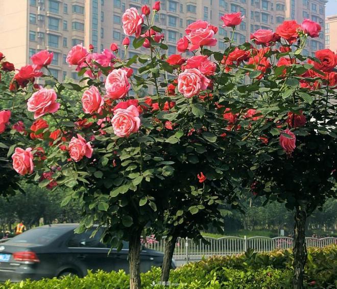 樹樁月季培養(yǎng)，首先要選對土壤(圖1)