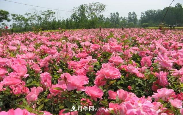 樹(shù)狀月季的成活關(guān)鍵，悶插法技術(shù)是什么？(圖1)
