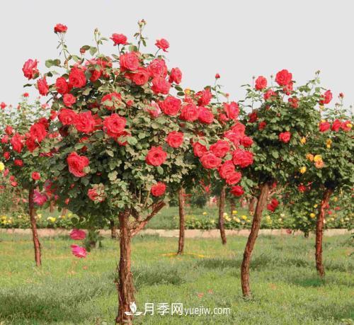 月季一般容易有的病害，需注意防護(hù)(圖1)