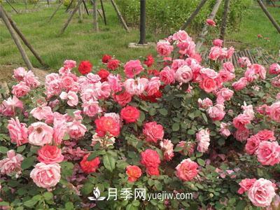 新手購買盆栽月季后，要該怎么澆灌養(yǎng)護(hù)？(圖1)