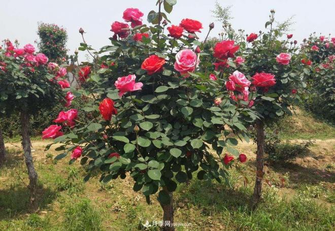 月季花期操控進行科學肥水辦理(圖1)