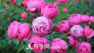 月季花是中國傳統(tǒng)十大名花之一，一年長占四時春(圖1)