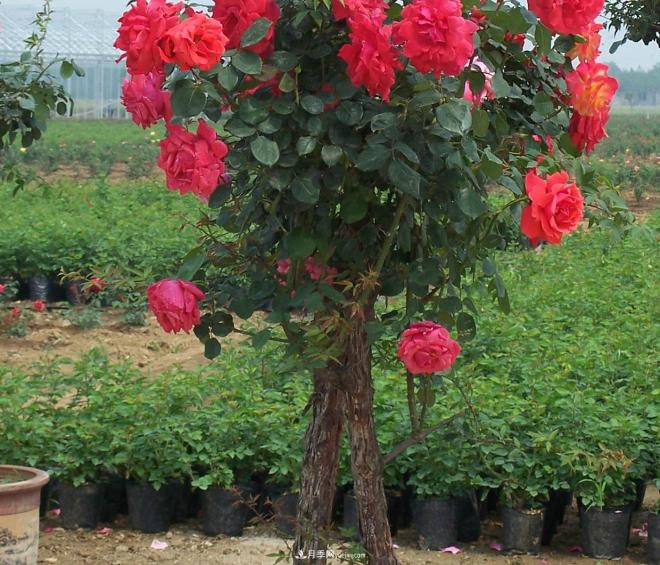 樹狀月季種植后開花不大的原因在哪里和品種有關(guān)系嗎？(圖1)