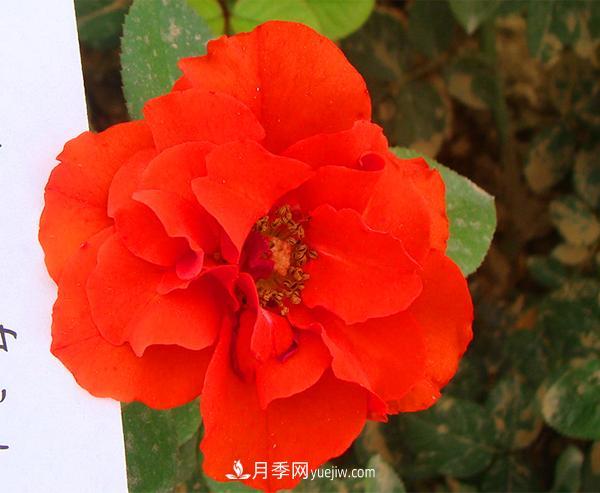 月季花怎么種植？下面講述月季更接地氣的種植方法(圖1)