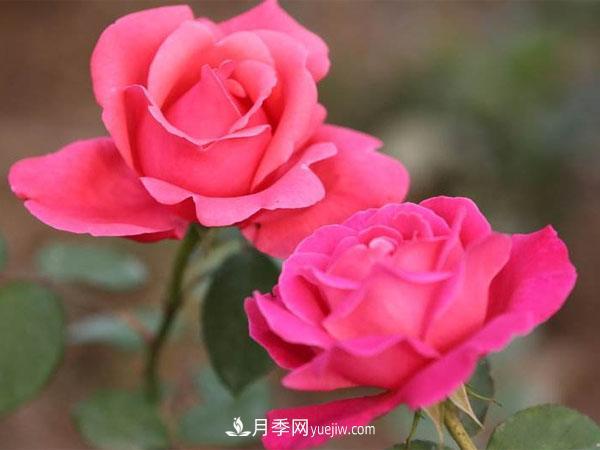 藤本月季種植基地講述--藤本月季選購(gòu)、種植、養(yǎng)護(hù)經(jīng)驗(yàn)分享(圖1)