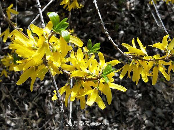 連翹能在冬季扦插嗎？連翹什么時(shí)候扦插種植？(圖2)