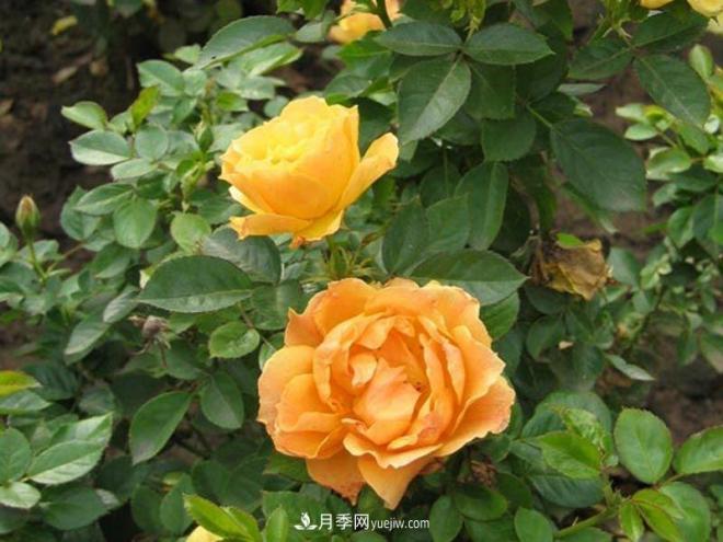 南陽月季批發(fā)商淺談切花月季的培養(yǎng)方式(圖1)