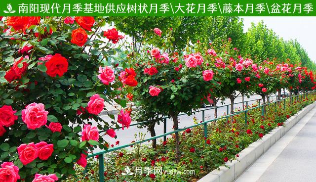 不同季節(jié)的月季花，上肥時刻也略有差異(圖1)
