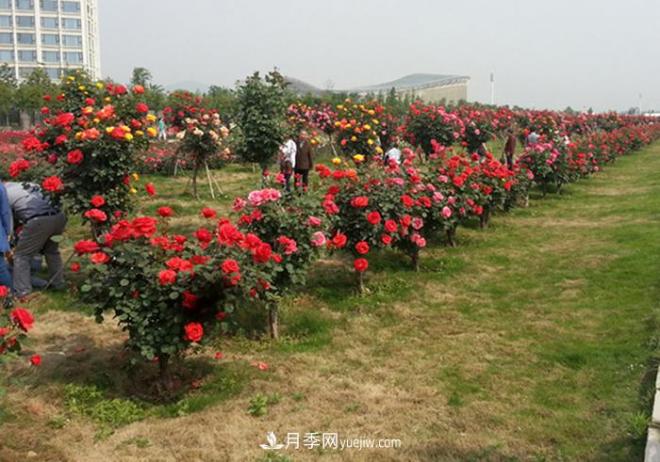 樹狀月季種植需要注意哪些問題？(圖1)