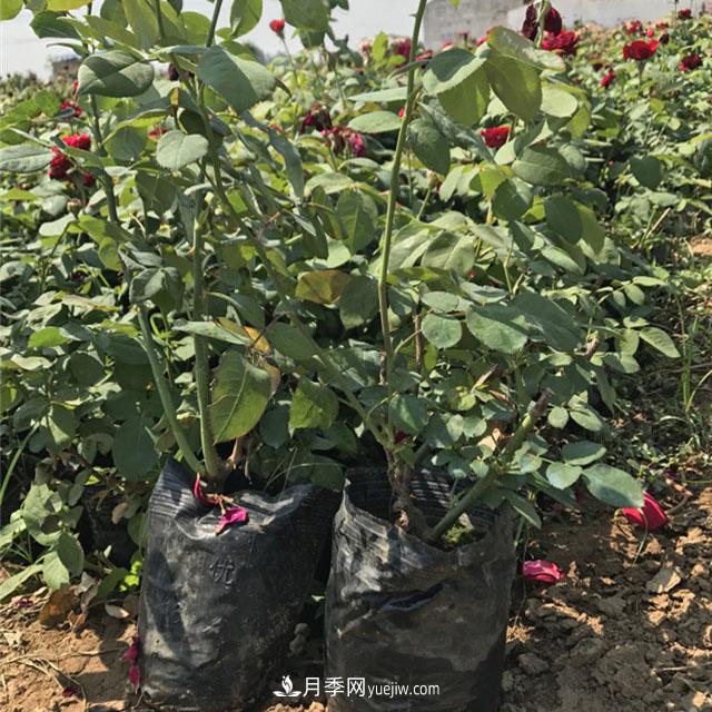 冬天天冷，一定要做好月季的保暖工作(圖1)