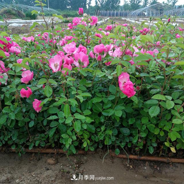 月季牙簽苗的培養(yǎng)及其注意事項(xiàng)(圖1)