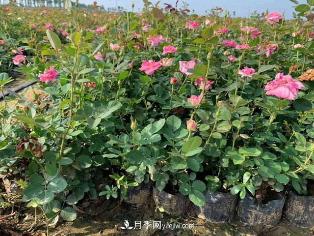 月季地栽間隔要多遠(yuǎn)？藤本、灌木各不同(圖1)