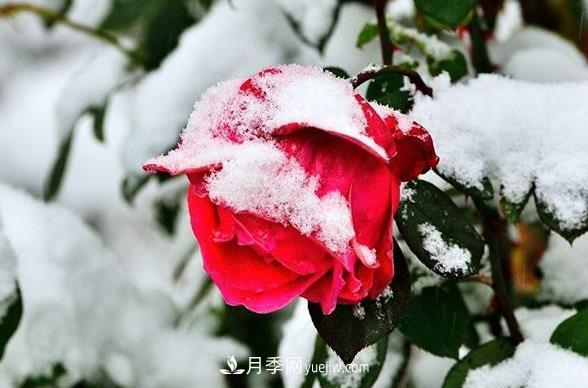 盆栽月季冬天養(yǎng)護(hù)五要點(圖1)