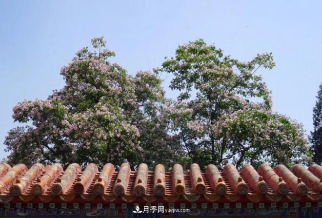 2021年楸樹(shù)需求量將爆發(fā)式增長(zhǎng)，苗木人可占據(jù)商機(jī)(圖3)